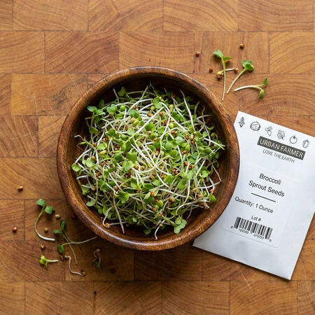 Broccoli, Sprout Seeds - 1/4 Pound image number null